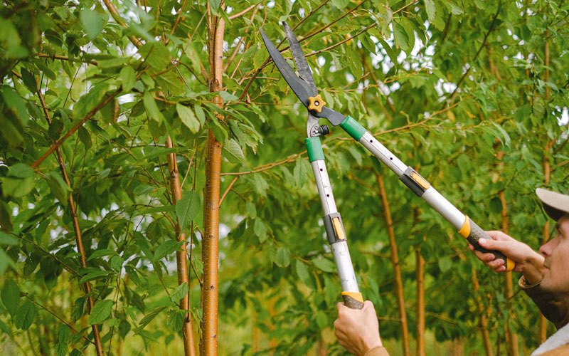 Tree trimming in Walsenburg, CO